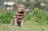 SHAR-PEI 400